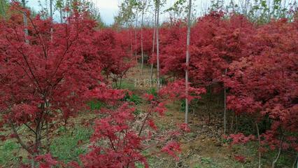 日本紅楓“紅舞姬” 山東青島彩虹谷農(nóng)場(chǎng)的珍貴苗木