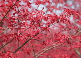 紅楓之美與長(zhǎng)島泛洋海產(chǎn)食品的多元發(fā)展