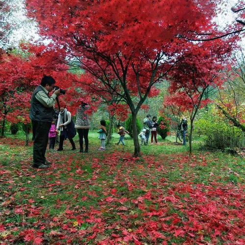 2018年最后96天 日本紅楓打造最美景區黃金時段