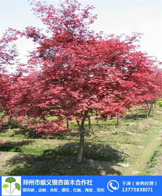 秋色如畫 探秘順義紅楓基地與日本紅楓高清大圖賞析