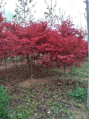 山東青島彩虹谷農場 日本紅楓紅舞姬，僅20元/株，打造園林藝術新境界