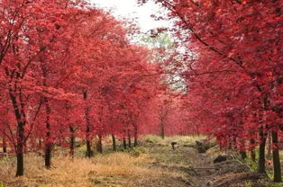 比古鎮更美的絕密基地，99%的成都人都沒去過的日本紅楓秘境