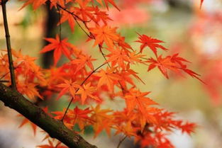 國內四大賞楓圣地 秋意濃楓葉紅，哪里的楓情更入你的眼？