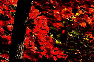 待到秋風起，楓葉最相思——本溪關門山日本紅楓漫記