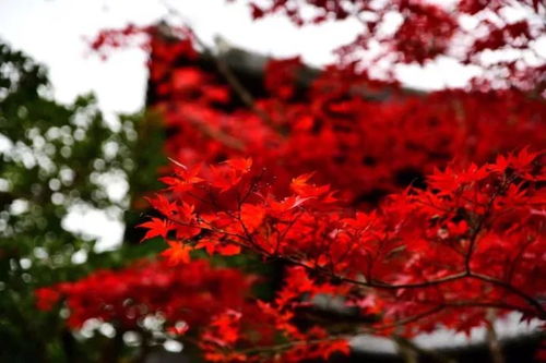 薛蠻子買下日本一條街，日本紅楓投資熱潮你跟上節奏了嗎？