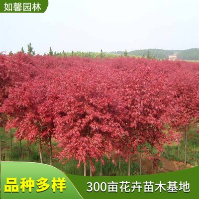 日本紅楓 園林綠化與街道景觀的理想彩葉樹種