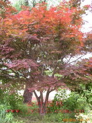 日本櫻花與紅楓小苗 綠化苗木的優質選擇