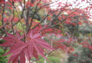 日本紅楓‘橙之夢’與中國紅楓的異同對比
