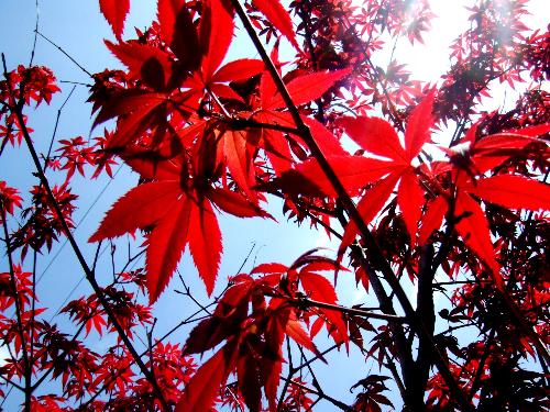 日本紅楓 長勢最快的品種與最美葉色鑒賞指南