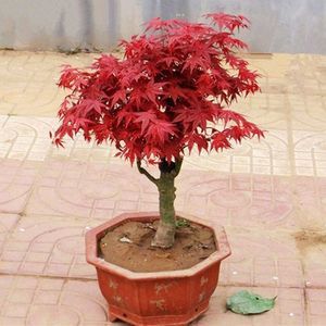 日本紅楓“出猩猩”市場價(jià)格解析與選購指南