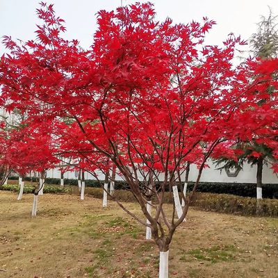 優(yōu)質(zhì)日本紅楓苗木產(chǎn)品詳情與價(jià)格解析