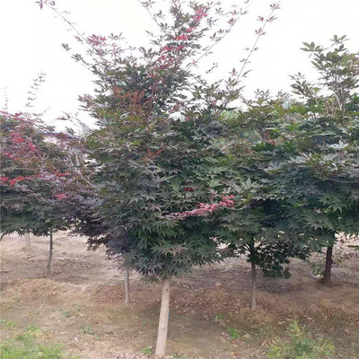 五棵松日本紅楓 優(yōu)質(zhì)苗木，價(jià)格合理，高清細(xì)節(jié)盡覽